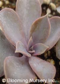 Echeveria gibiflora var. metallica